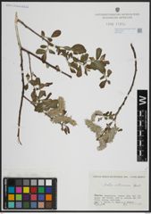 Foto von Salix atrocinerea Brot.